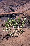 So Nicolau : Hortela Monte Gordo : bombardeira : Nature Plants
Cabo Verde Foto Galeria