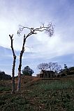 So Nicolau : Ch de Monte Gordo : tree : Landscape Agriculture
Cabo Verde Foto Gallery