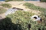 Boa Vista : Porto Fereira : turtle : Nature Animals
Cabo Verde Foto Gallery