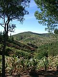 Santo Anto : Espongeiro Morro de Vento : view on Lagoa green maize : Landscape Agriculture
Cabo Verde Foto Gallery