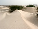 Boa Vista : Deserto Viana : deserto : Landscape Desert
Cabo Verde Foto Galeria