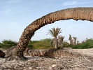 Boa Vista : Floresta Clotilde : deserto : Landscape Desert
Cabo Verde Foto Galeria