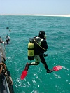 Boa Vista : Sal Rei baia : diver : People Recreation
Cabo Verde Foto Gallery
