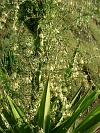Santo Anto : Selada de Silvo : sisal : Nature Plants
Cabo Verde Foto Gallery