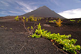 Insel: Fogo  Wanderweg:  Ort: Ch das Caldeiras Motiv: Weinrebe Motivgruppe: Landscape Mountain © Pitt Reitmaier www.Cabo-Verde-Foto.com