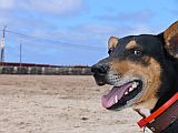 So Vicente : Baia das Gatas : dog : Nature Animals
Cabo Verde Foto Gallery