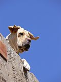 Insel: So Vicente  Wanderweg:  Ort: Ribeira da Vinha Motiv: Hund Motivgruppe: Nature Animals © Pitt Reitmaier www.Cabo-Verde-Foto.com