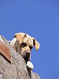 Insel: So Vicente  Wanderweg:  Ort: Ribeira da Vinha Motiv: Hund Motivgruppe: Nature Animals © Pitt Reitmaier www.Cabo-Verde-Foto.com