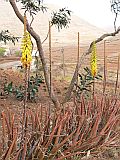 So Nicolau : Cabecalim : aloe vera : Nature Plants
Cabo Verde Foto Gallery