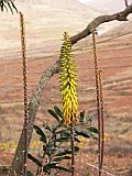 So Nicolau : Cabecalim : aloe vera : Nature Plants
Cabo Verde Foto Gallery