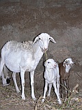 So Nicolau : Cabecalim : sheep : Nature Animals
Cabo Verde Foto Gallery