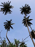 Insel: Santiago  Wanderweg:  Ort: Aguas Verdes Cidade Velha Motiv: Kokospalme Motivgruppe: Nature Plants © Pitt Reitmaier www.Cabo-Verde-Foto.com