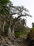 Santiago : Aguas Verdes Cidade Velha : kapok tree : Nature Plants
Cabo Verde Foto Gallery