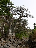 Insel: Santiago  Wanderweg:  Ort: Aguas Verdes Cidade Velha Motiv: Kapokbaum Motivgruppe: Nature Plants © Pitt Reitmaier www.Cabo-Verde-Foto.com