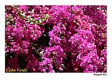 Insel: Santiago  Wanderweg:  Ort: So Jorge dos Orgaos Motiv: Bougainvillea Motivgruppe: Nature Plants © Pitt Reitmaier www.Cabo-Verde-Foto.com