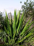 Insel: Santiago  Wanderweg:  Ort: So Jorge dos Orgaos Motiv: Sisal Motivgruppe: Nature Plants © Pitt Reitmaier www.Cabo-Verde-Foto.com