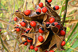 Insel: Santiago  Wanderweg: 206 Ort: So Jorge dos Orgaos Motiv: Paternostererbse Motivgruppe: Nature Plants © Pitt Reitmaier www.Cabo-Verde-Foto.com