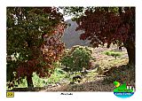 Santiago : Pico Leao : mango tree : Landscape Agriculture
Cabo Verde Foto Gallery
