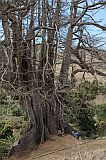 Santiago : Boa Entrada : kapok tree : Nature Plants
Cabo Verde Foto Gallery