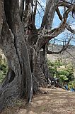 Santiago : Boa Entrada : kapok tree : Nature Plants
Cabo Verde Foto Gallery