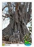 Santiago : Boa Entrada : kapok tree : Nature Plants
Cabo Verde Foto Gallery