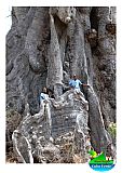 Santiago : Boa Entrada : kapok tree : Nature Plants
Cabo Verde Foto Gallery