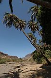 Santiago : Mina de Ouro : coconut tree : Landscape Agriculture
Cabo Verde Foto Gallery