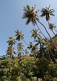 Santiago : Mina de Ouro : coconut tree : Landscape Agriculture
Cabo Verde Foto Gallery