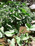 Insel: Santiago  Wanderweg:  Ort: Tabugal Motiv: Nham Motivgruppe: Nature Plants © Pitt Reitmaier www.Cabo-Verde-Foto.com