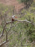 Insel: Santiago  Wanderweg:  Ort: Boa Entradinha Motiv: Eisvogel Graukopfliest Motivgruppe: Nature Animals © Pitt Reitmaier www.Cabo-Verde-Foto.com