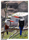 Insel: Santiago  Wanderweg:  Ort: Boa Entradinha Motiv: Eisvogel Graukopfliest Motivgruppe: Nature Animals © Pitt Reitmaier www.Cabo-Verde-Foto.com