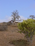 Insel: Fogo  Wanderweg:  Ort: Achada da Lapa Motiv: Affenbrotbaum Motivgruppe: Landscape Agriculture © Pitt Reitmaier www.Cabo-Verde-Foto.com