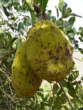 Fogo : Monte Queimado : jaca : Nature Plants
Cabo Verde Foto Galeria