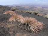 Fogo : Bordeira : endemic vegetation : Nature Plants
Cabo Verde Foto Gallery