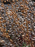 Fogo : Bordeira : endemic vegetation : Nature Plants
Cabo Verde Foto Gallery