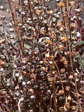 Fogo : Bordeira : endemic vegetation : Nature Plants
Cabo Verde Foto Gallery