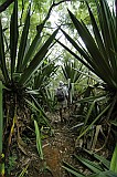 Fogo : Monte Velha : floresta : Landscape Forest
Cabo Verde Foto Galeria