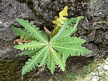 Fogo : Monte Velha : planta coroa de rei : Nature Plants
Cabo Verde Foto Galeria