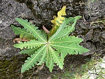 Insel: Fogo  Wanderweg:  Ort: Monte Velha Motiv: endemische Pflanze Motivgruppe: Nature Plants © Pitt Reitmaier www.Cabo-Verde-Foto.com