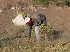 Fogo : Cabea Monte : mancara : People Work
Cabo Verde Foto Galeria