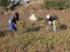 Fogo : Cabea Monte : mancara : People Work
Cabo Verde Foto Galeria
