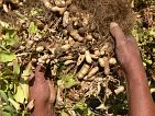 Fogo : Cabea Monte : mancara : Nature Plants
Cabo Verde Foto Galeria