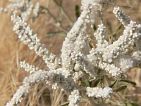 Fogo : Forno : florzinha : Nature Plants
Cabo Verde Foto Galeria