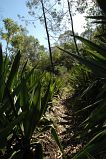 Insel: Fogo  Wanderweg:  Ort: Monte Velha Motiv: Wanderweg Motivgruppe: Landscape Forest © Pitt Reitmaier www.Cabo-Verde-Foto.com