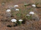 Fogo : Bordeira : planta : Nature Plants
Cabo Verde Foto Galeria