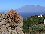 Brava : Santa Barbara : aloe : Nature Plants
Cabo Verde Foto Gallery