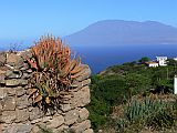 Insel: Brava  Wanderweg:  Ort: Santa Barbara Motiv: Aloe vera Motivgruppe: Landscape © Pitt Reitmaier www.Cabo-Verde-Foto.com