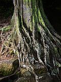 Brava : Joo de Nole : root : Nature Plants
Cabo Verde Foto Gallery