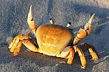 Boa Vista : Vila Sal Rei : african rainbow crab : Nature Animals
Cabo Verde Foto Gallery