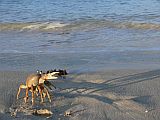 Boa Vista : Vila Sal Rei : african rainbow crab : Nature Animals
Cabo Verde Foto Gallery